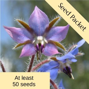 Seeds: Borage