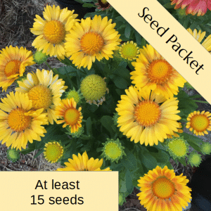 Seeds: Gaillardia 'Arizona Apricot' Blanketflower