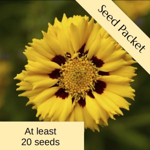 Seeds: Coreopsis 'Andiamo'