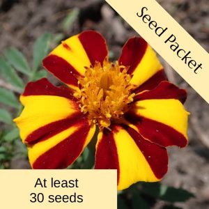 Seeds: Marigold 'Mr. Majestic'
