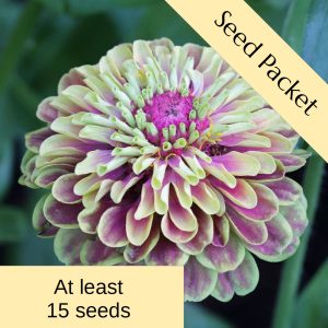 Seeds: Zinnia Queen Lime Blush