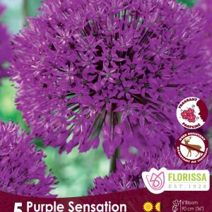 Allium 'Purple Sensation' Package of 10