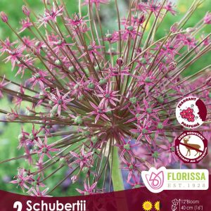 Allium 'Schubertii' Package of 2