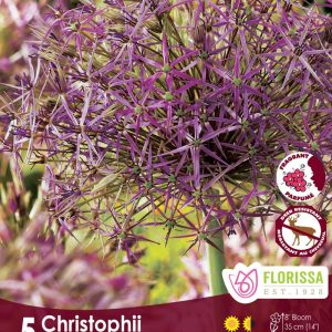 Allium 'Christophii' Package of 5