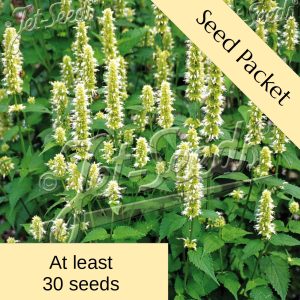 Seeds: Agastache rugosa f. albiflora