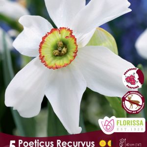 Narcissus poeticus var. recurvus Package of 5