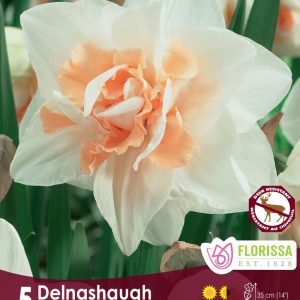 Narcissus 'Delnashaugh' Package of 5