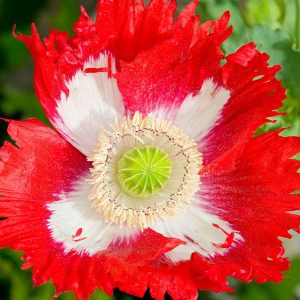 Seeds: Danish Flag poppy