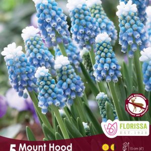 Muscari 'Mount Hood' Package of 5