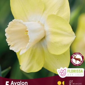 Narcissus 'Avalon' Package of 5
