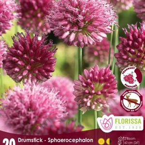 Allium sphaerocephalon (Drumstick Allium) Package of 20