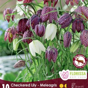 Fritillaria melagris (Checkered Lily) Package of 10