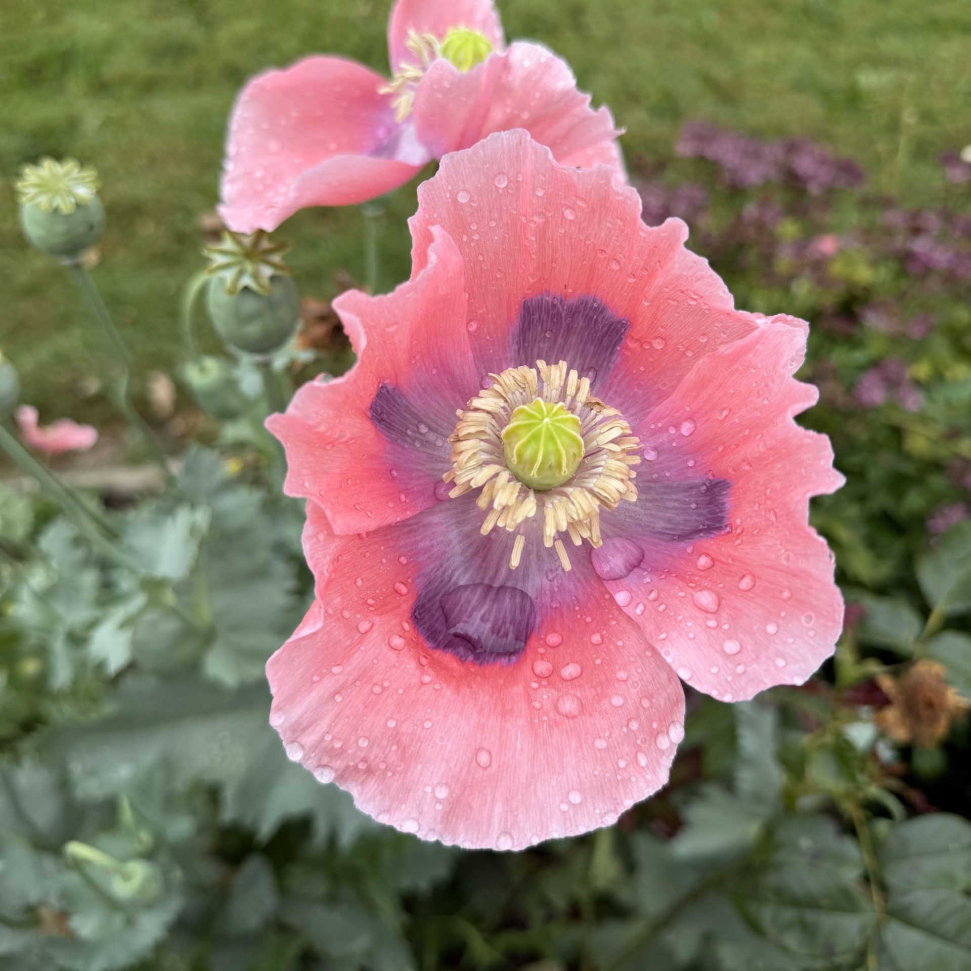 Seeds: Imperial Pink poppy