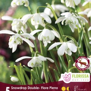 Galanthus flore pleno (Double Snowdrops) Package of 5